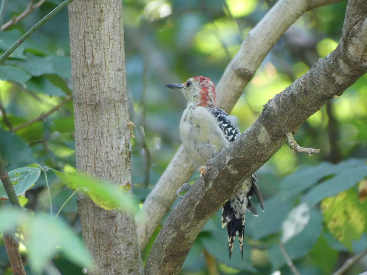 Red-bellied Woodpecker - ML623962360