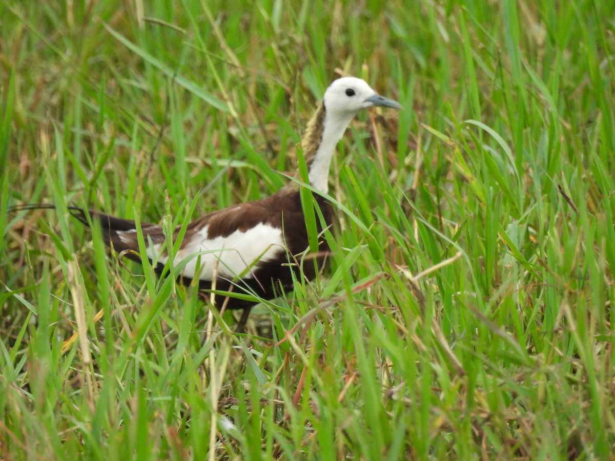 Pheasant-tailed Jacana - ML623962361