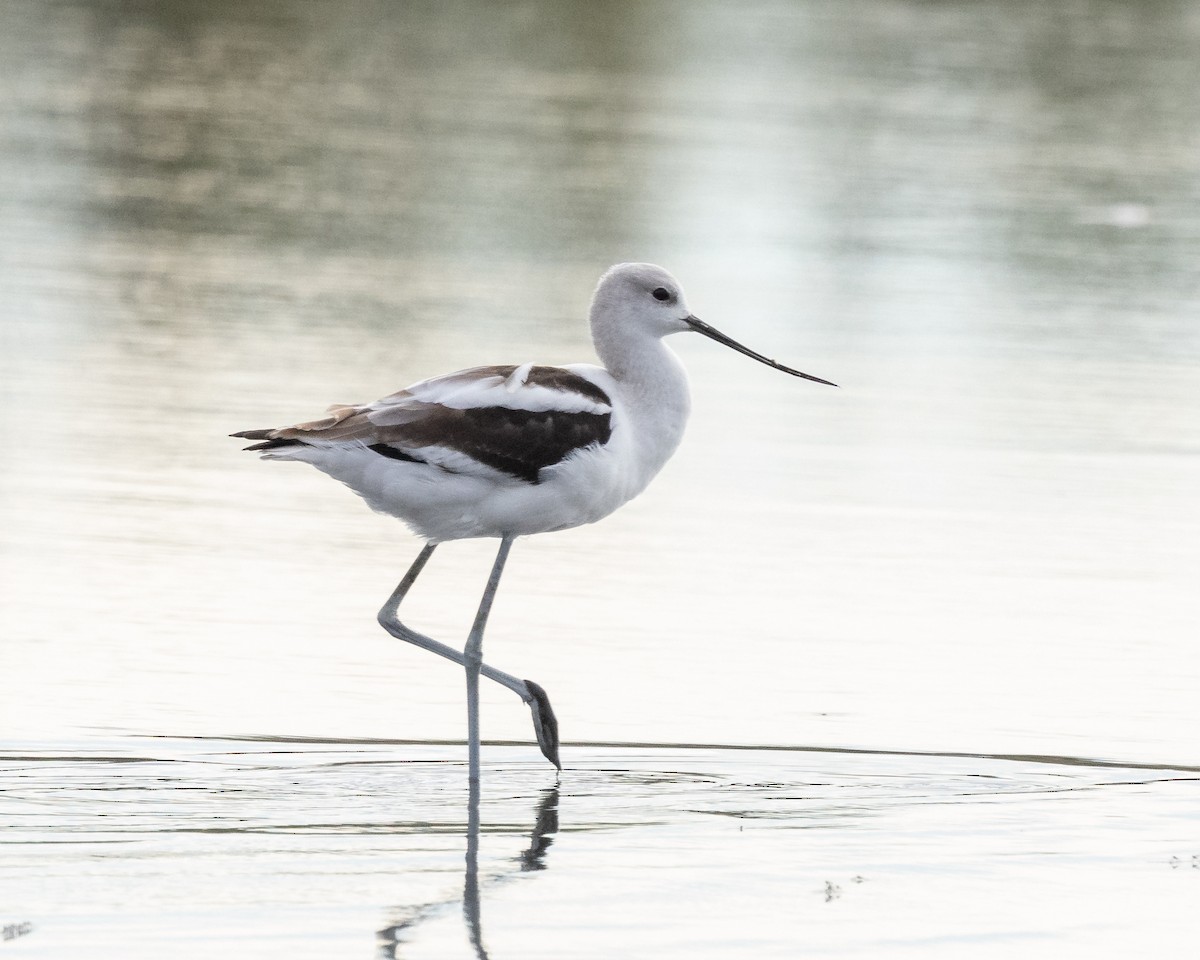 American Avocet - ML623962374