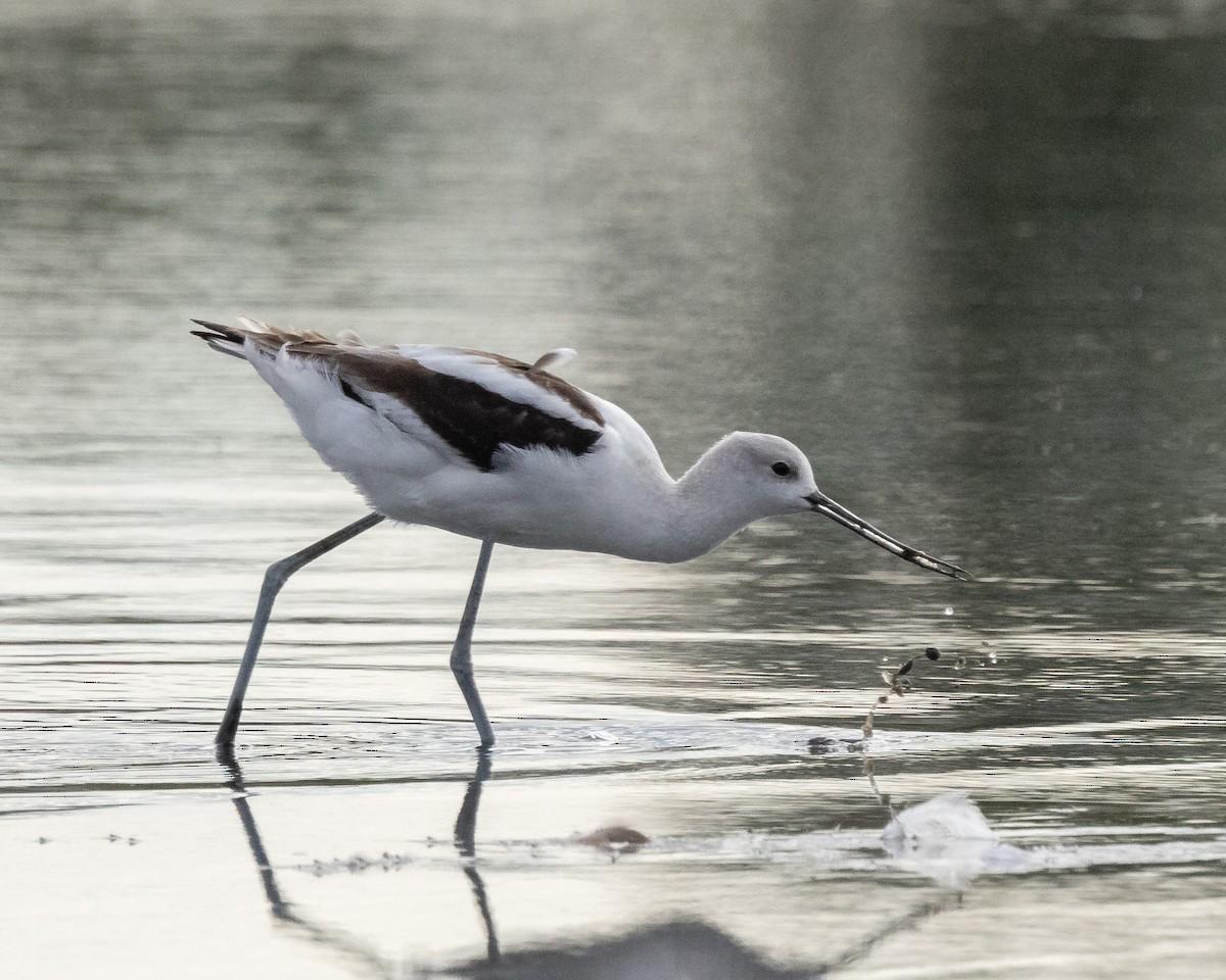 American Avocet - ML623962375