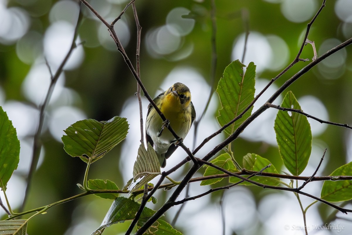 Blackburnian Warbler - ML623962384