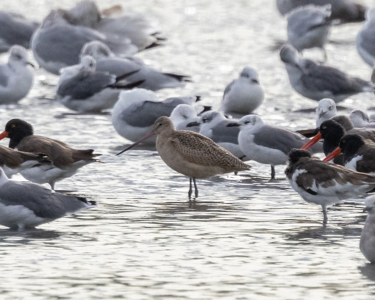 Marbled Godwit - Austin Johnson