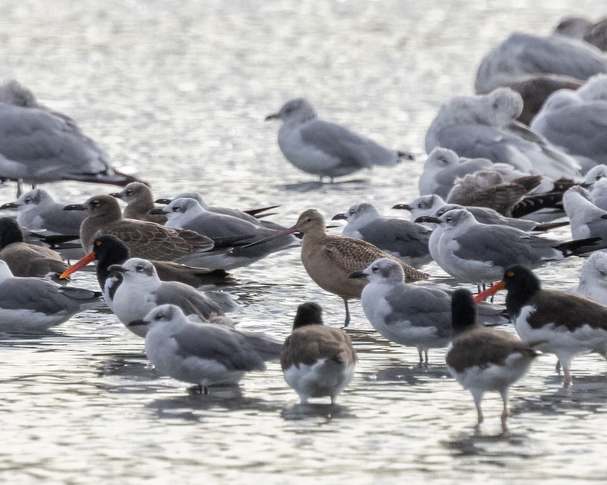 Marbled Godwit - ML623962391