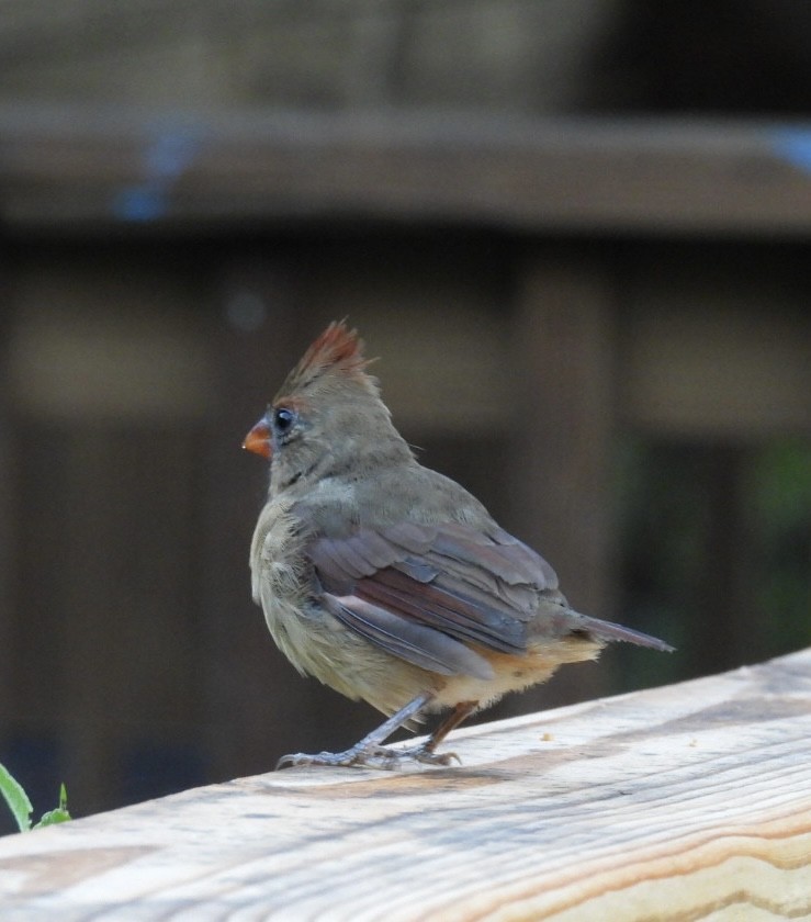 Northern Cardinal - ML623962396