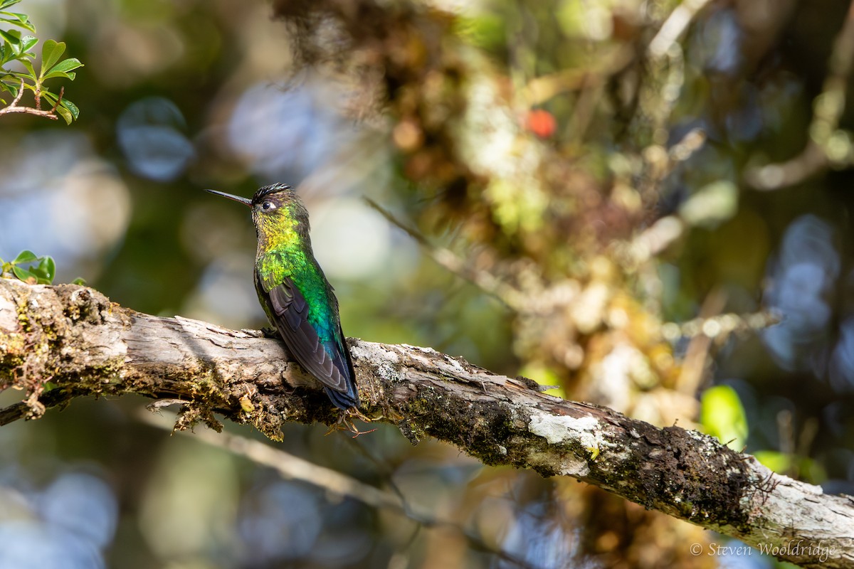 Fiery-throated Hummingbird - Caitlin Wooldridge