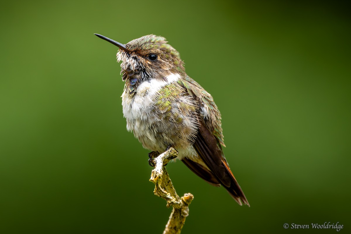 Volcano Hummingbird - ML623962421