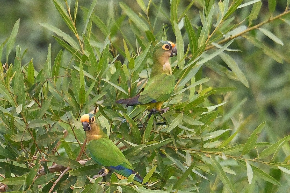 Peach-fronted Parakeet - ML623962426