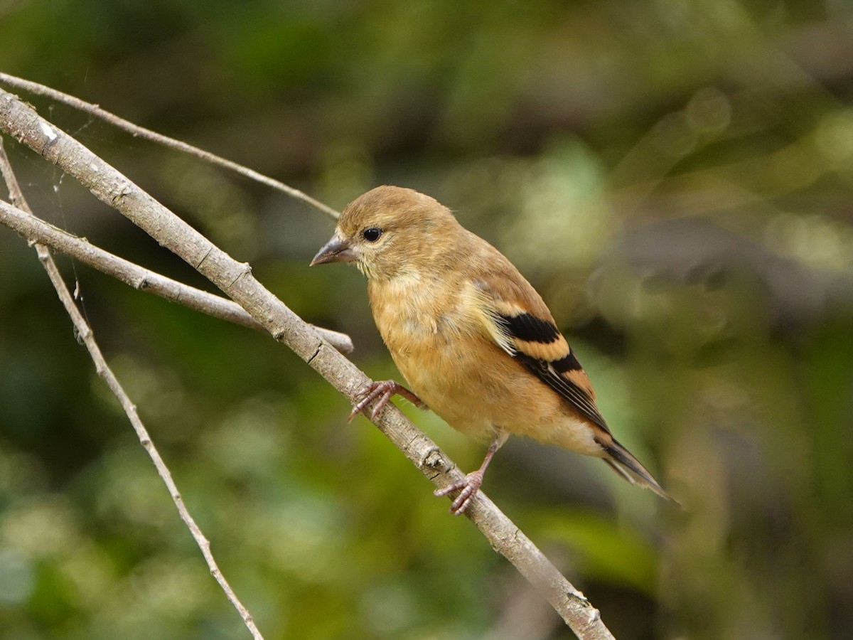 American Goldfinch - ML623962441