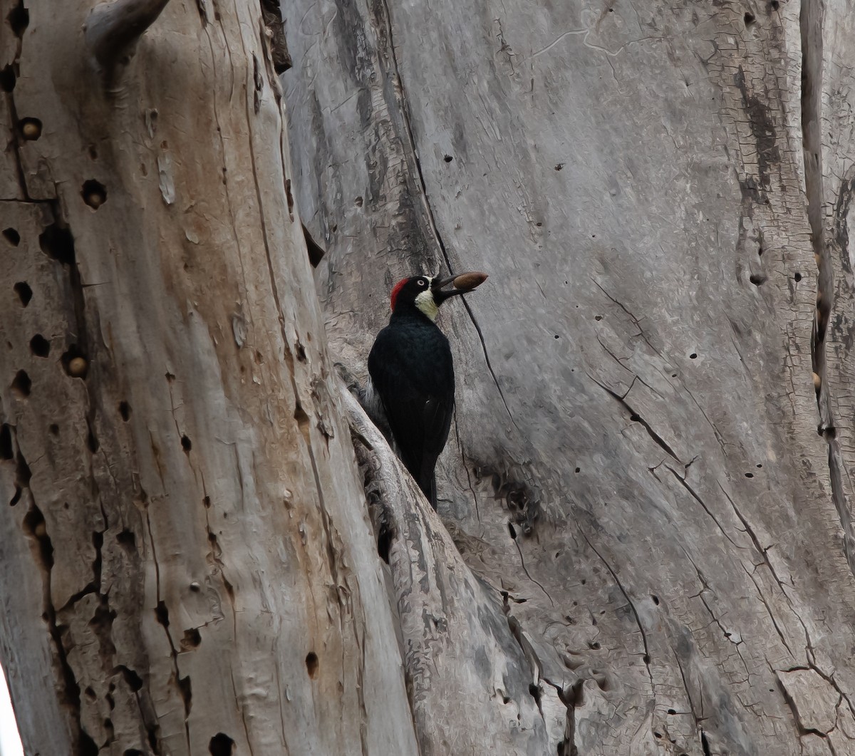 Acorn Woodpecker - Alan Luken