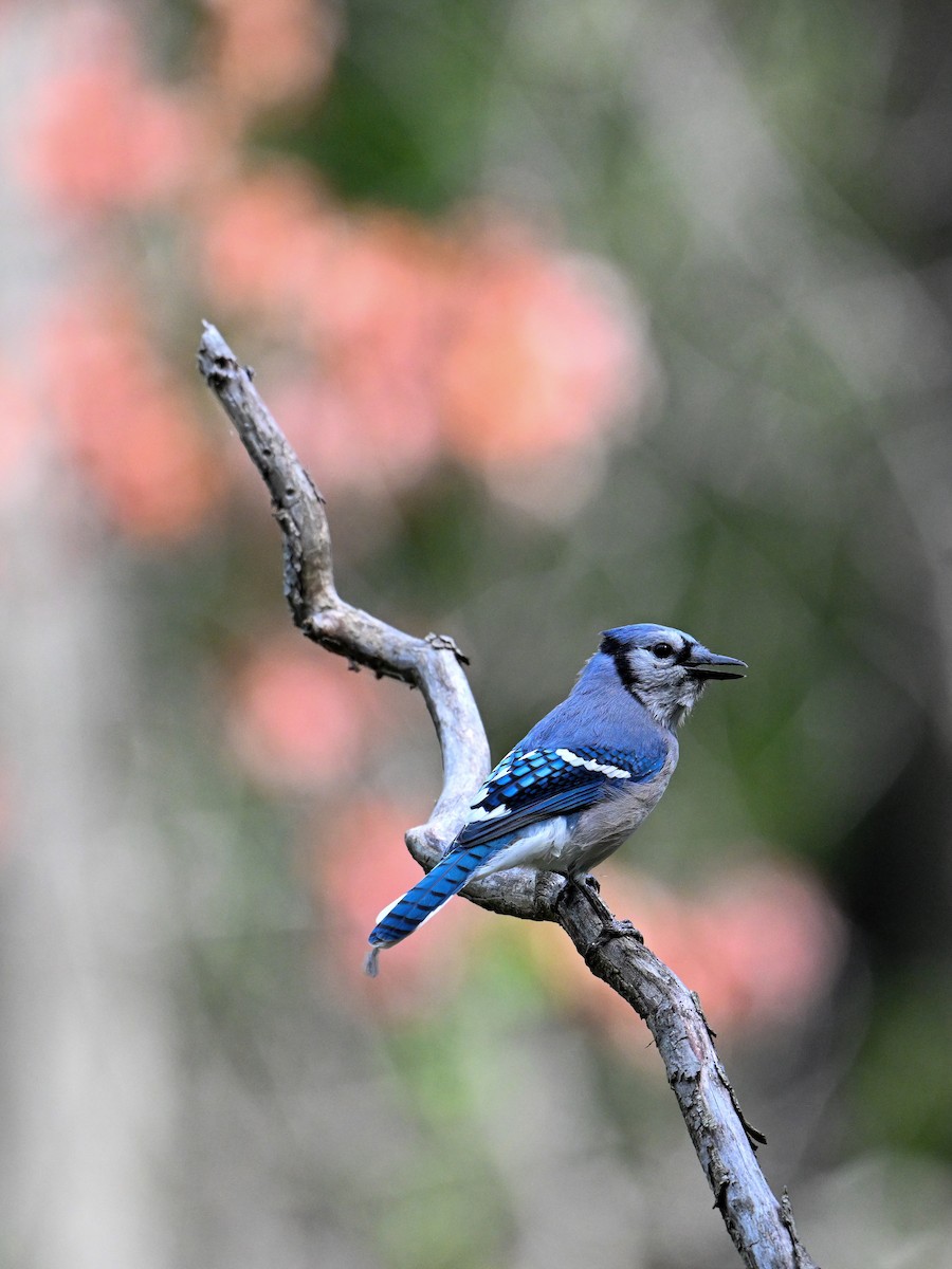 Blue Jay - ML623962461