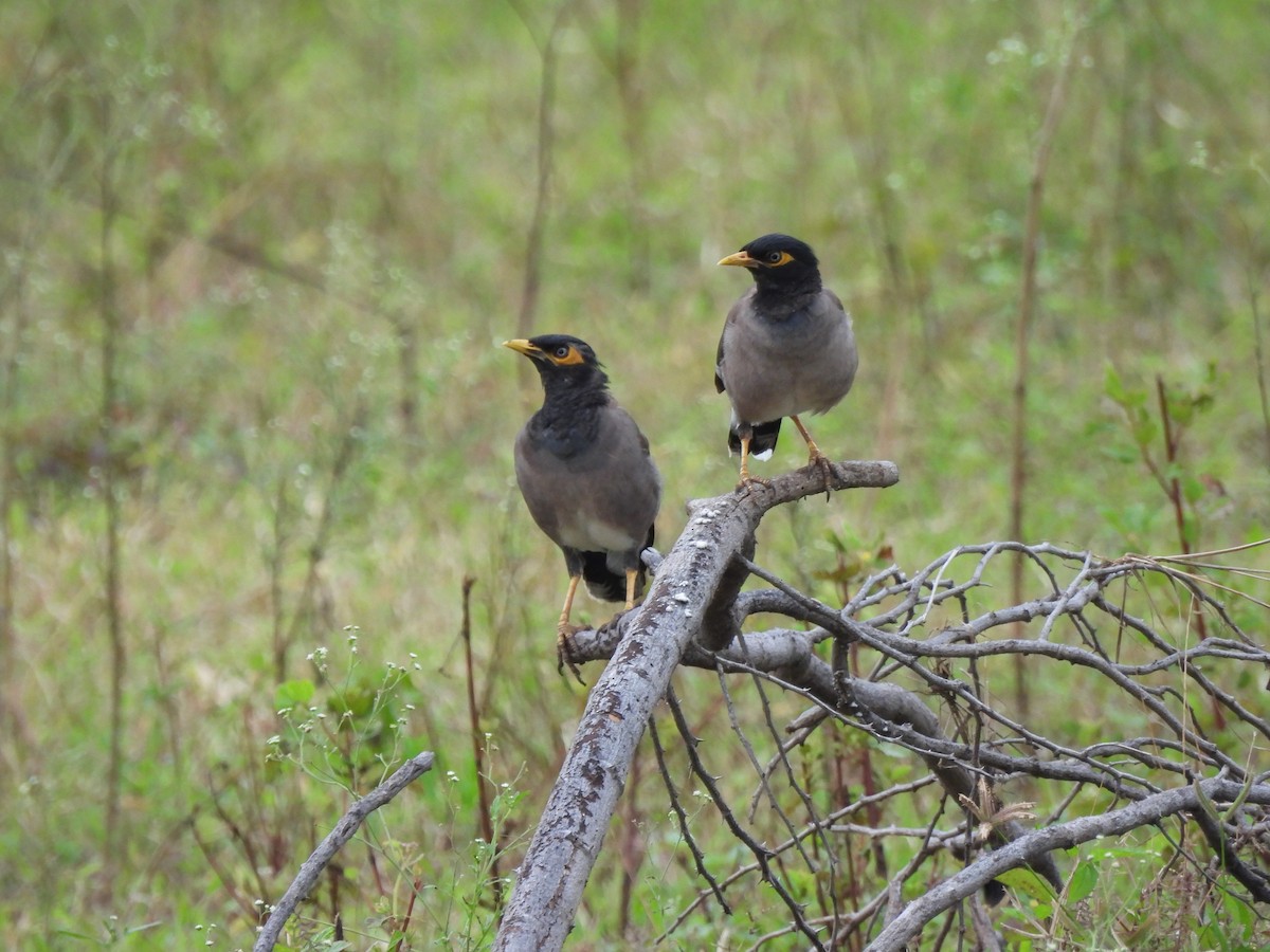 Common Myna - ML623962478