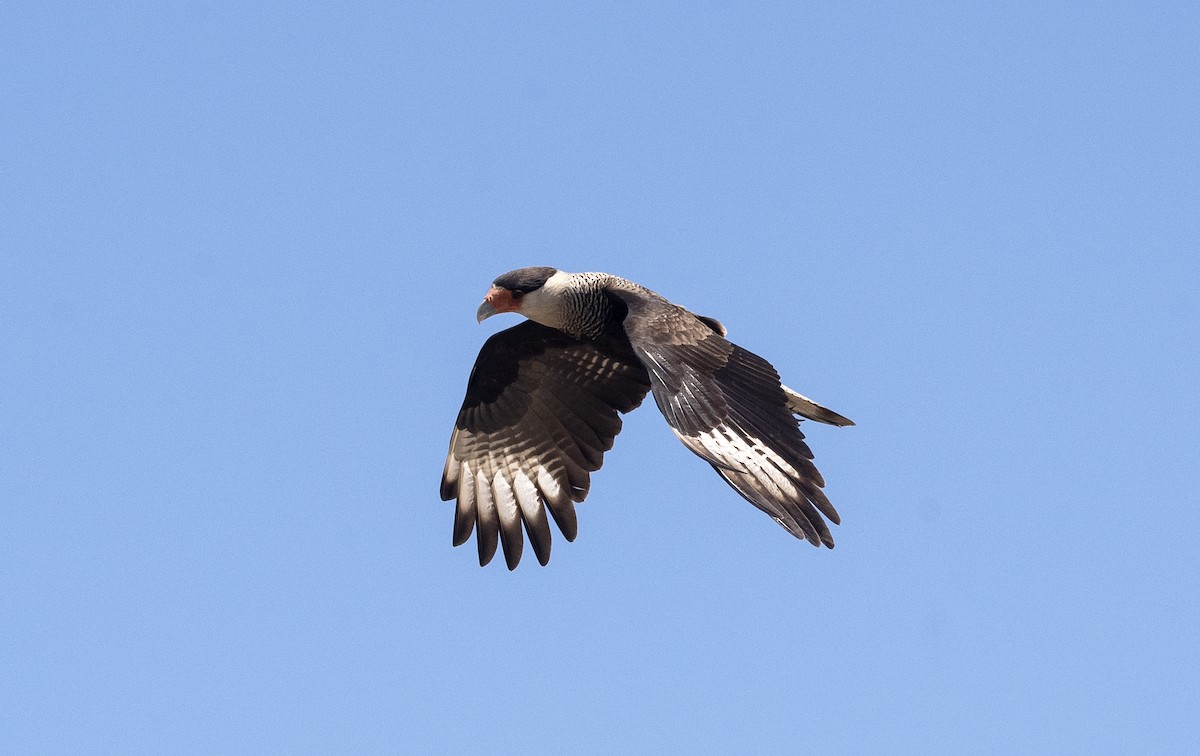 Crested Caracara - ML623962488