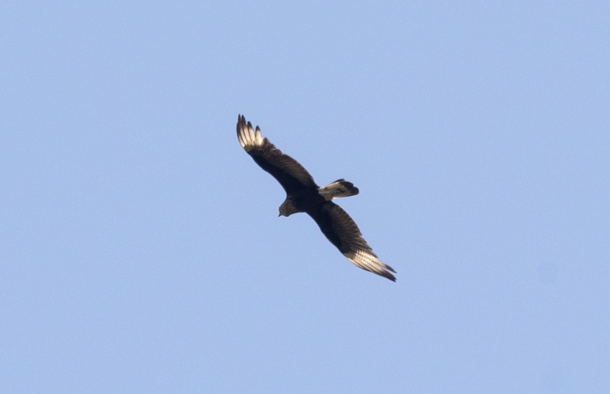 Crested Caracara - ML623962489