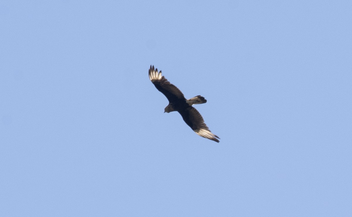 Crested Caracara - ML623962490