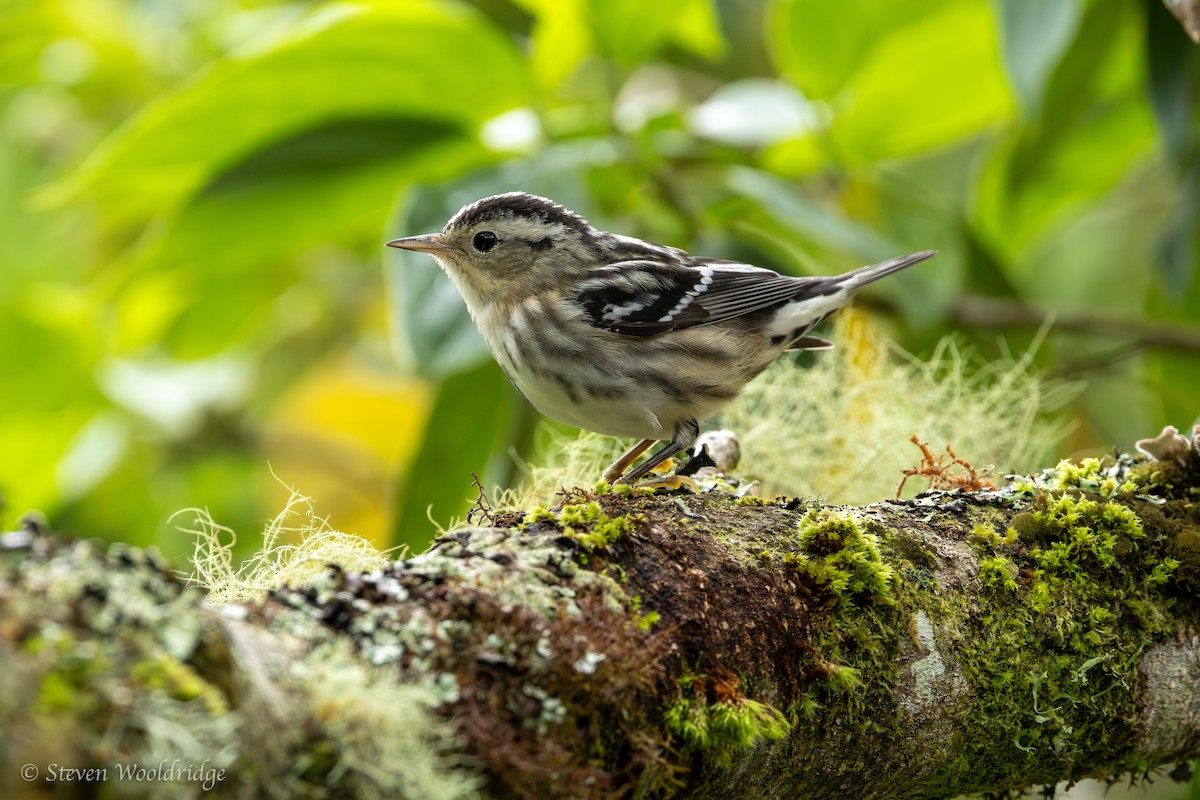 Black-and-white Warbler - ML623962496