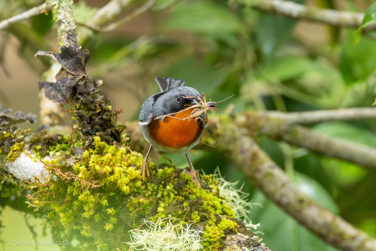 Flame-throated Warbler - Caitlin Wooldridge