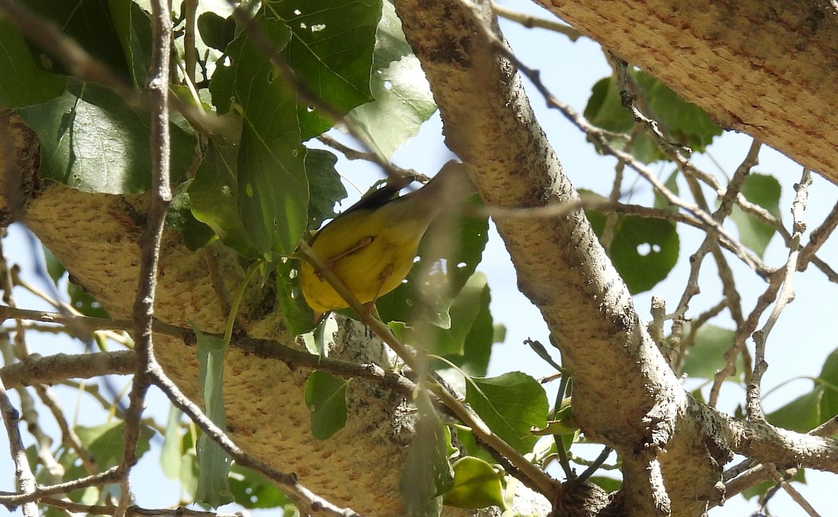 Canada Warbler - Chris Dean