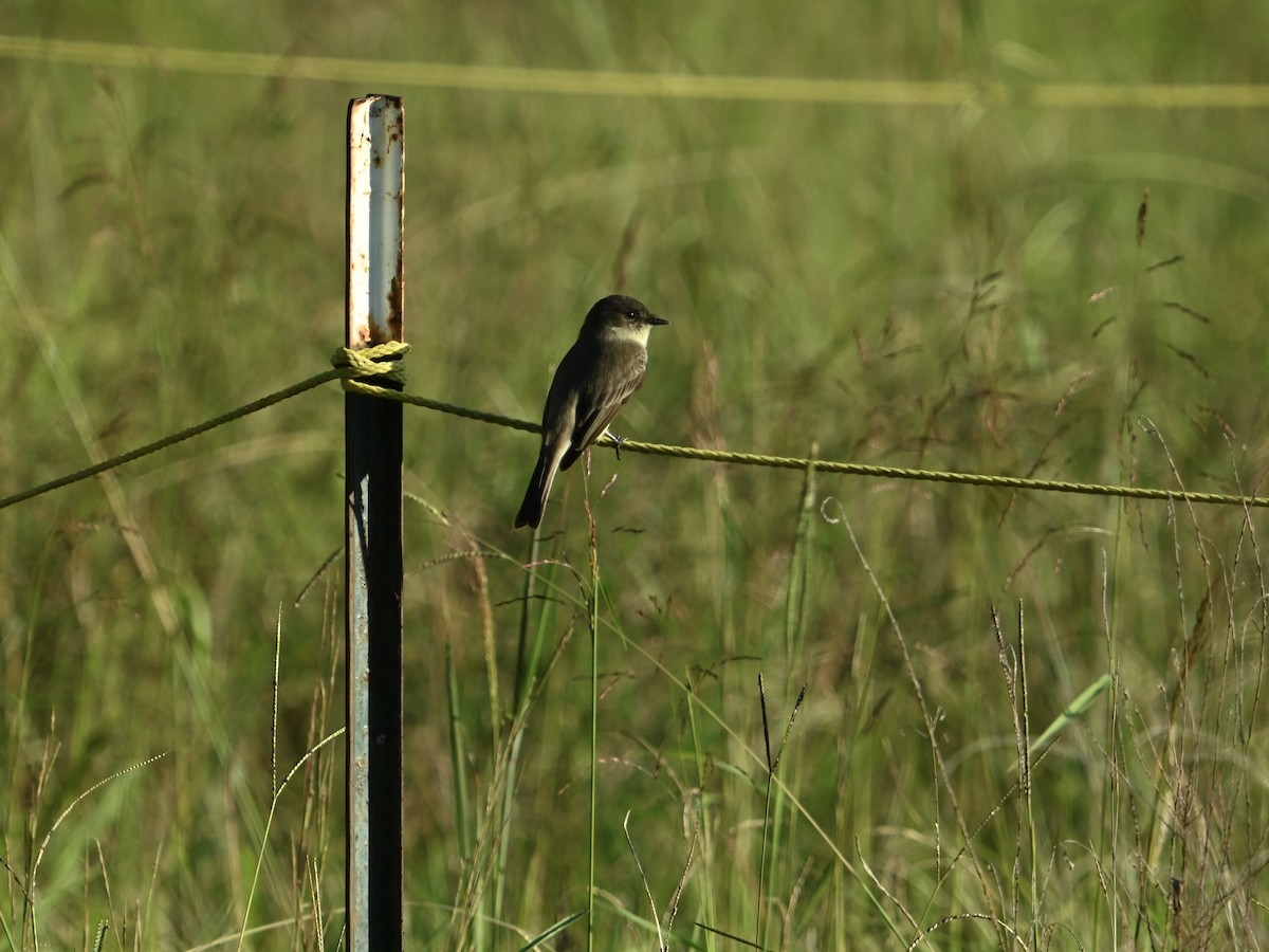 Eastern Phoebe - ML623962512