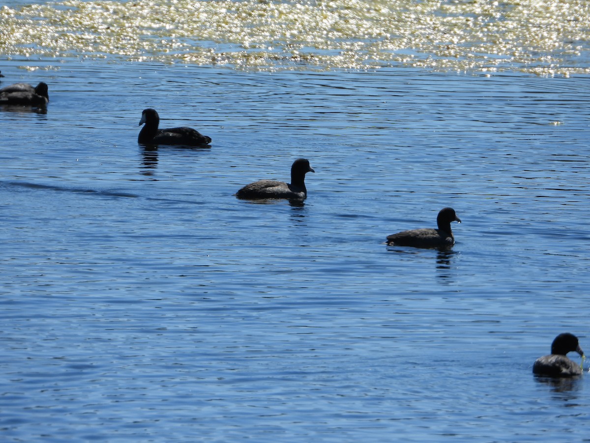 American Coot - ML623962515