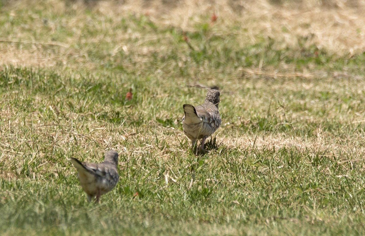 Scaled Dove - ML623962519