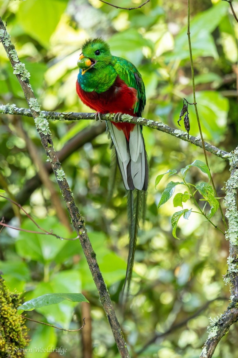 Resplendent Quetzal (Costa Rican) - ML623962564