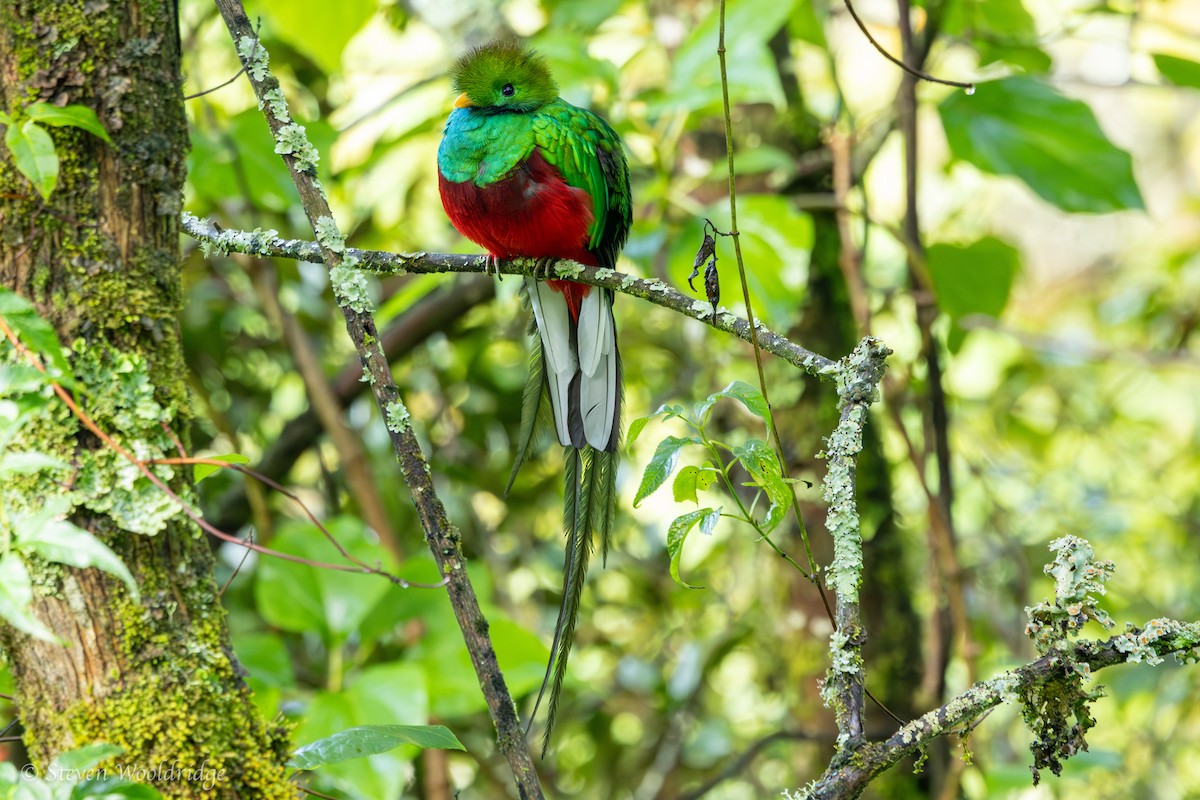 Resplendent Quetzal (Costa Rican) - ML623962565