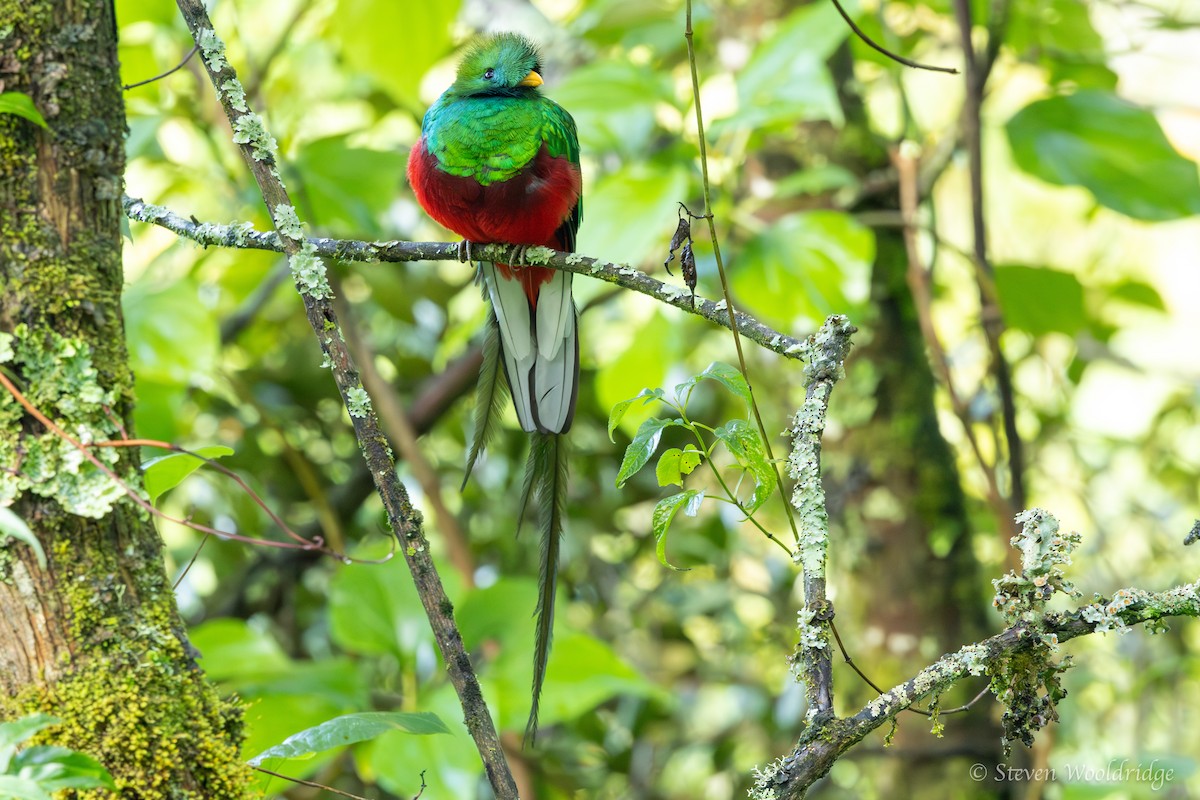 Resplendent Quetzal (Costa Rican) - ML623962566