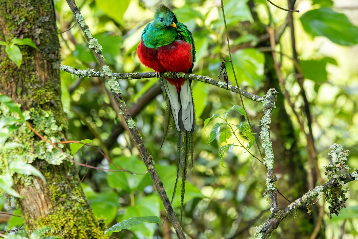 Resplendent Quetzal (Costa Rican) - ML623962567