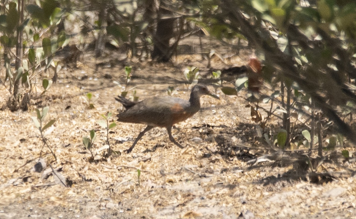 Little Wood-Rail - ML623962570