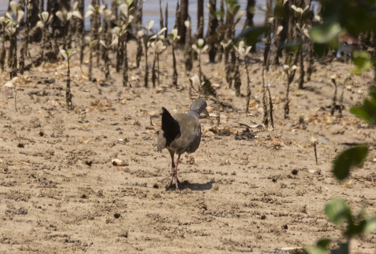 Little Wood-Rail - ML623962571