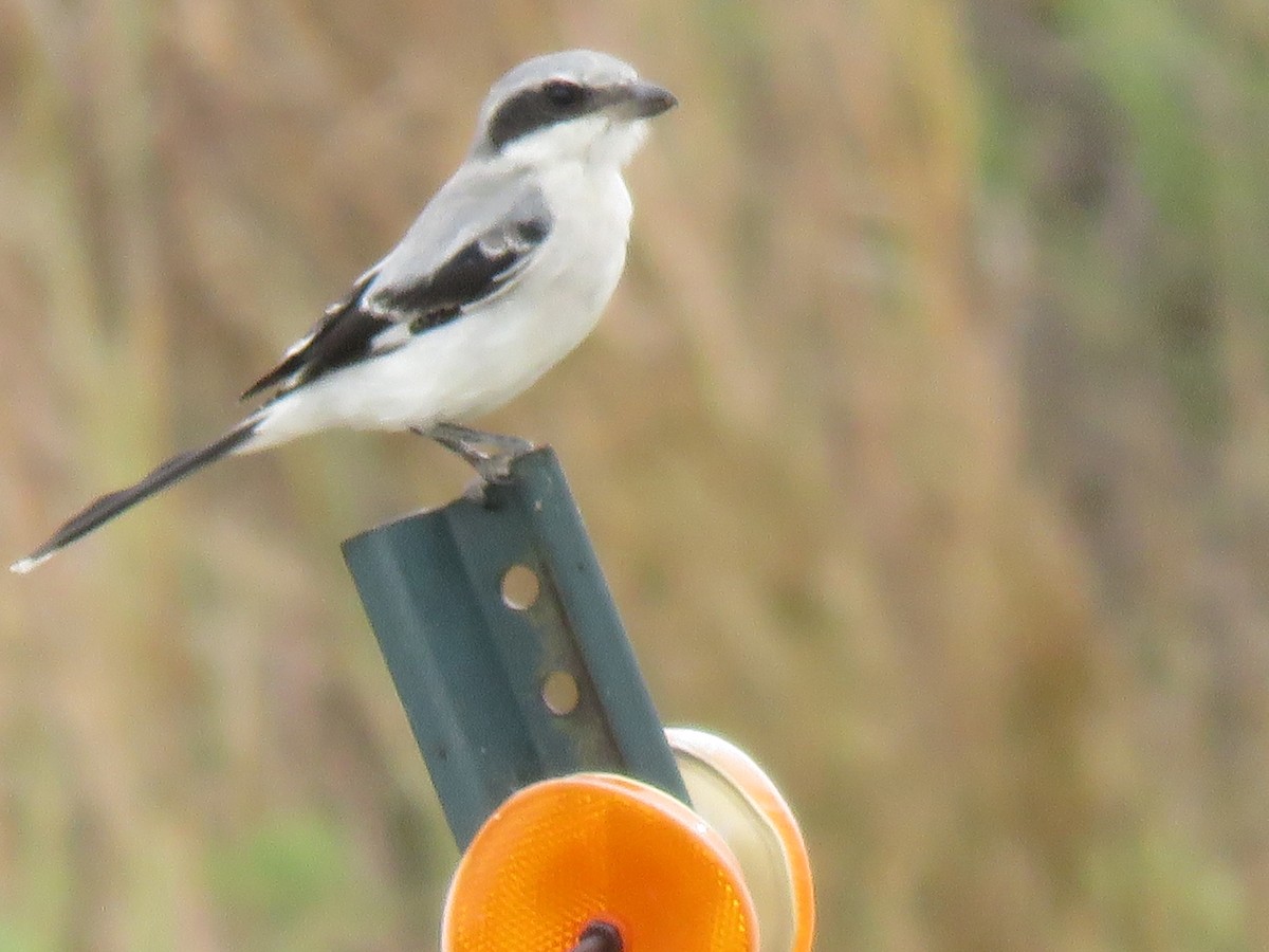 Loggerhead Shrike - ML623962576