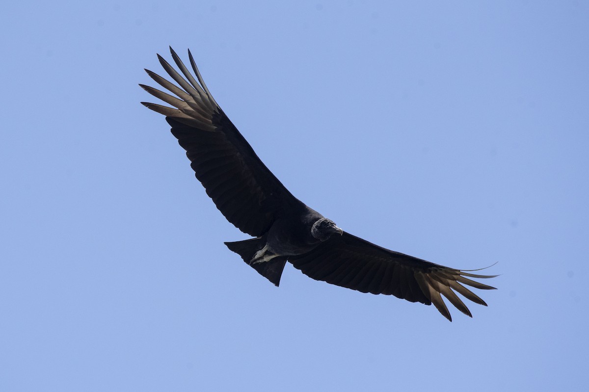 Black Vulture - ML623962584