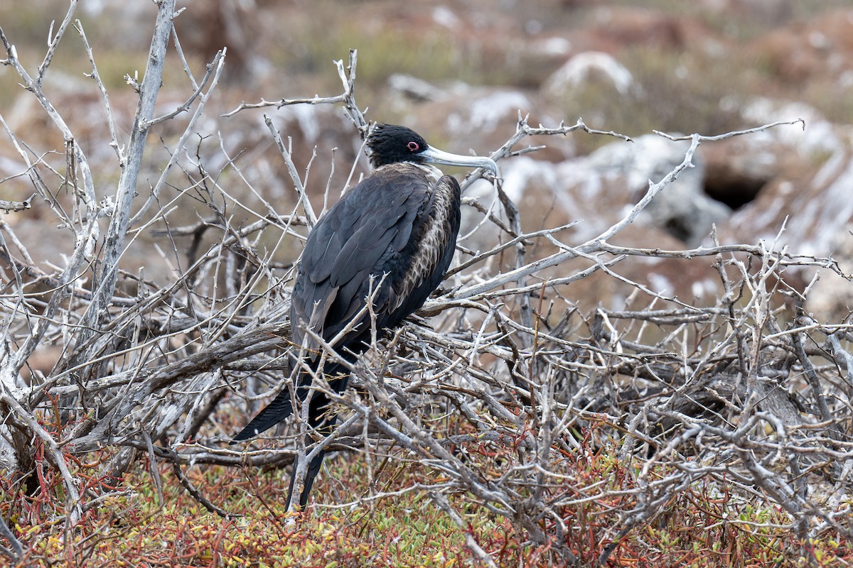 Bindenfregattvogel - ML623962618