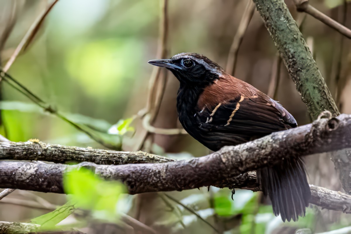 Blauband-Ameisenvogel - ML623962621