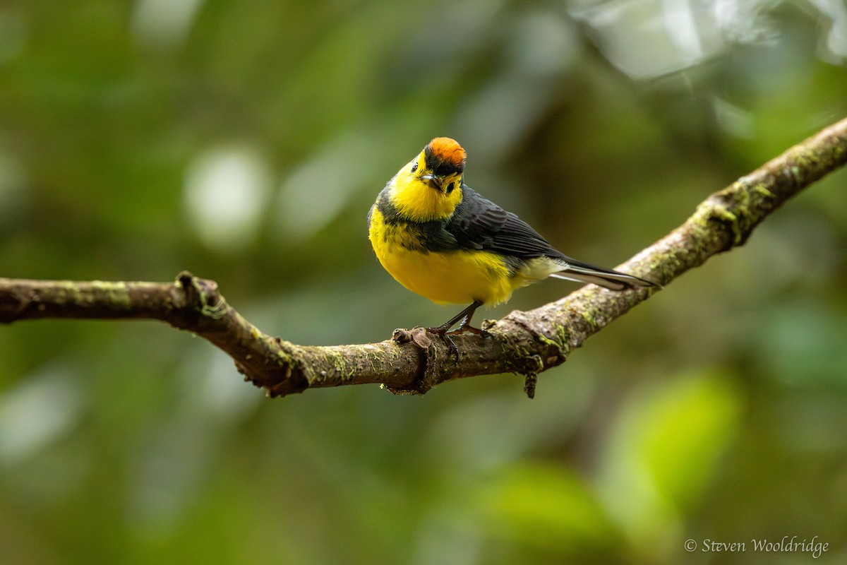 Collared Redstart - ML623962625