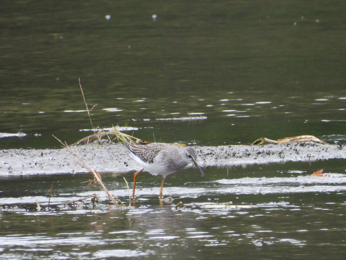 Lesser Yellowlegs - Jeff Fengler