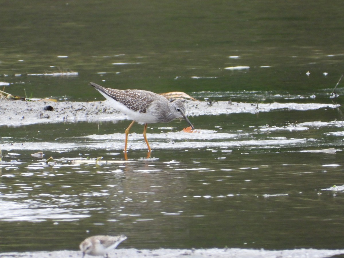 Lesser Yellowlegs - ML623962631