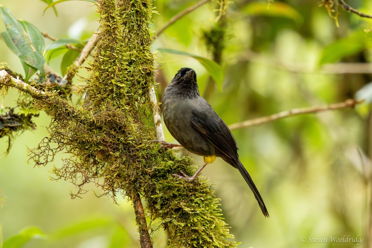 Yellow-thighed Brushfinch - ML623962635