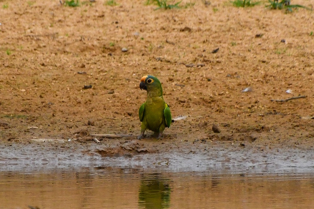 Peach-fronted Parakeet - ML623962638