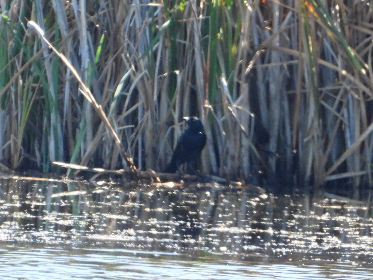 American Crow - ML623962656