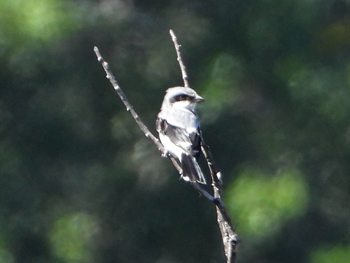 Loggerhead Shrike - ML623962666