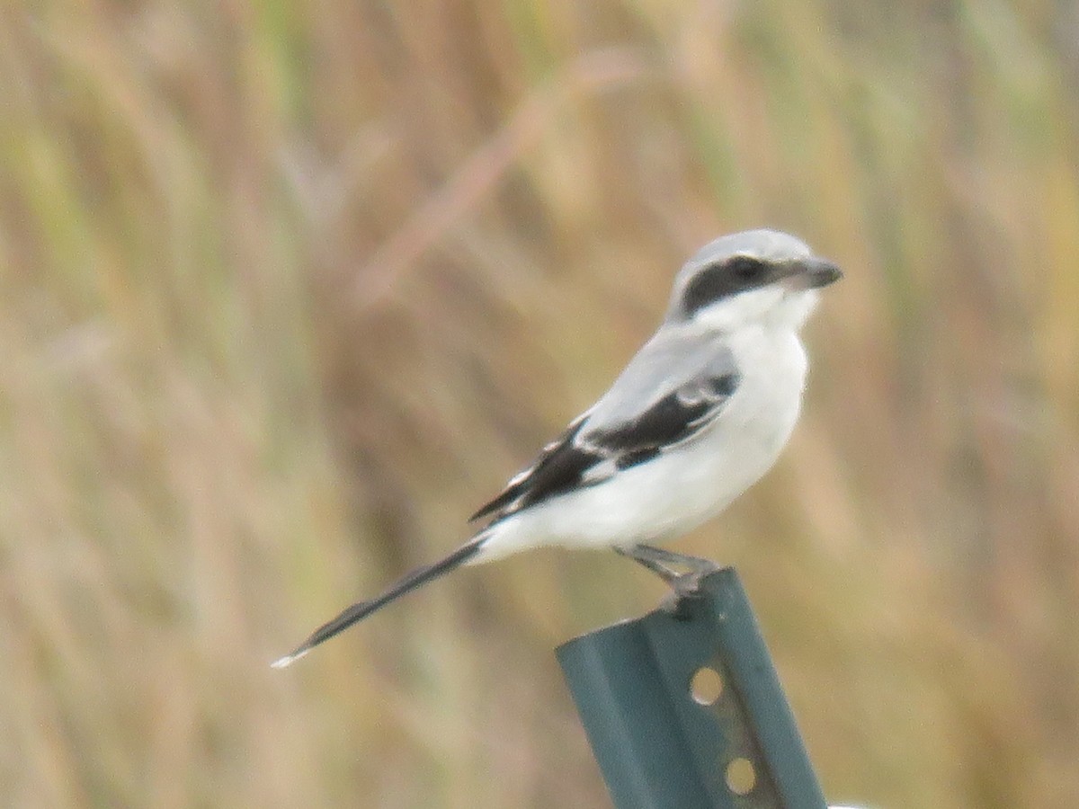 Loggerhead Shrike - ML623962667