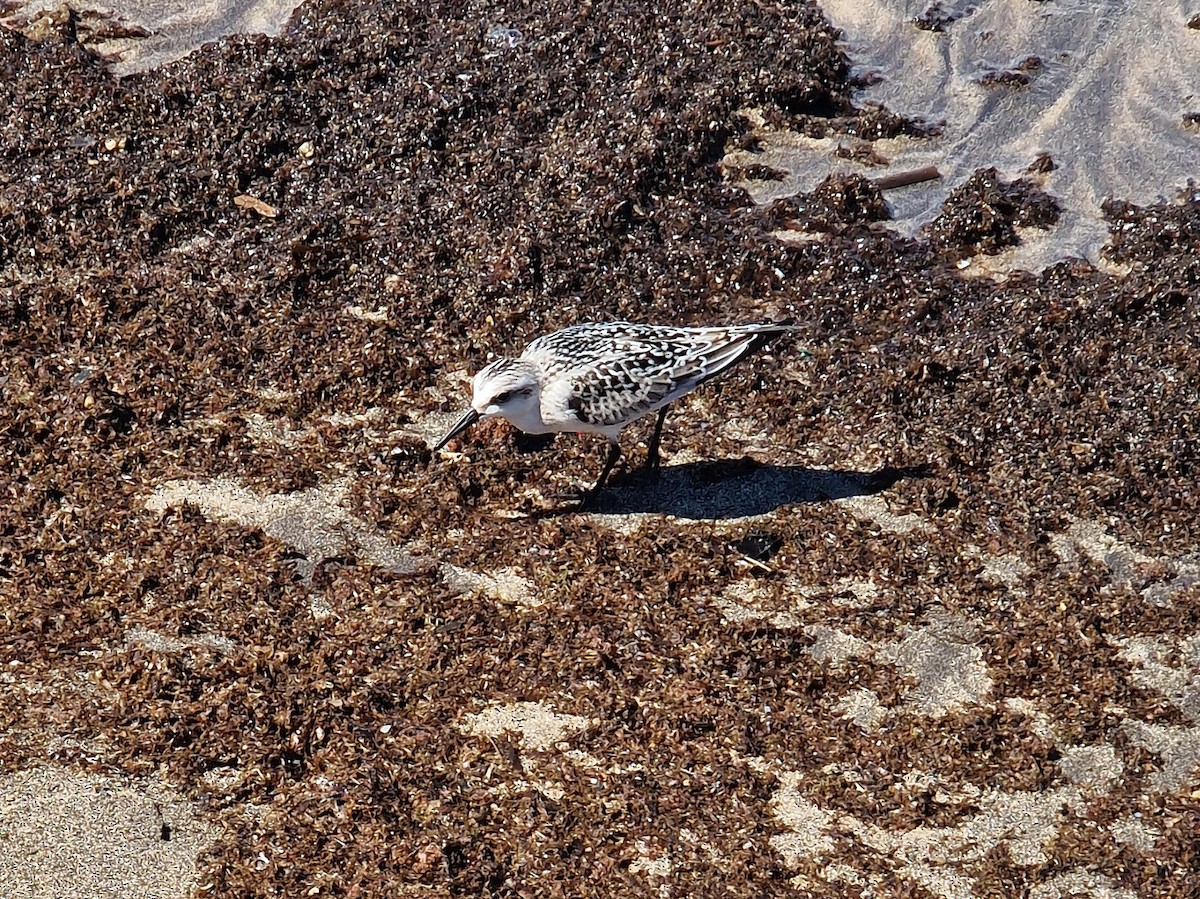 Sanderling - ML623962670