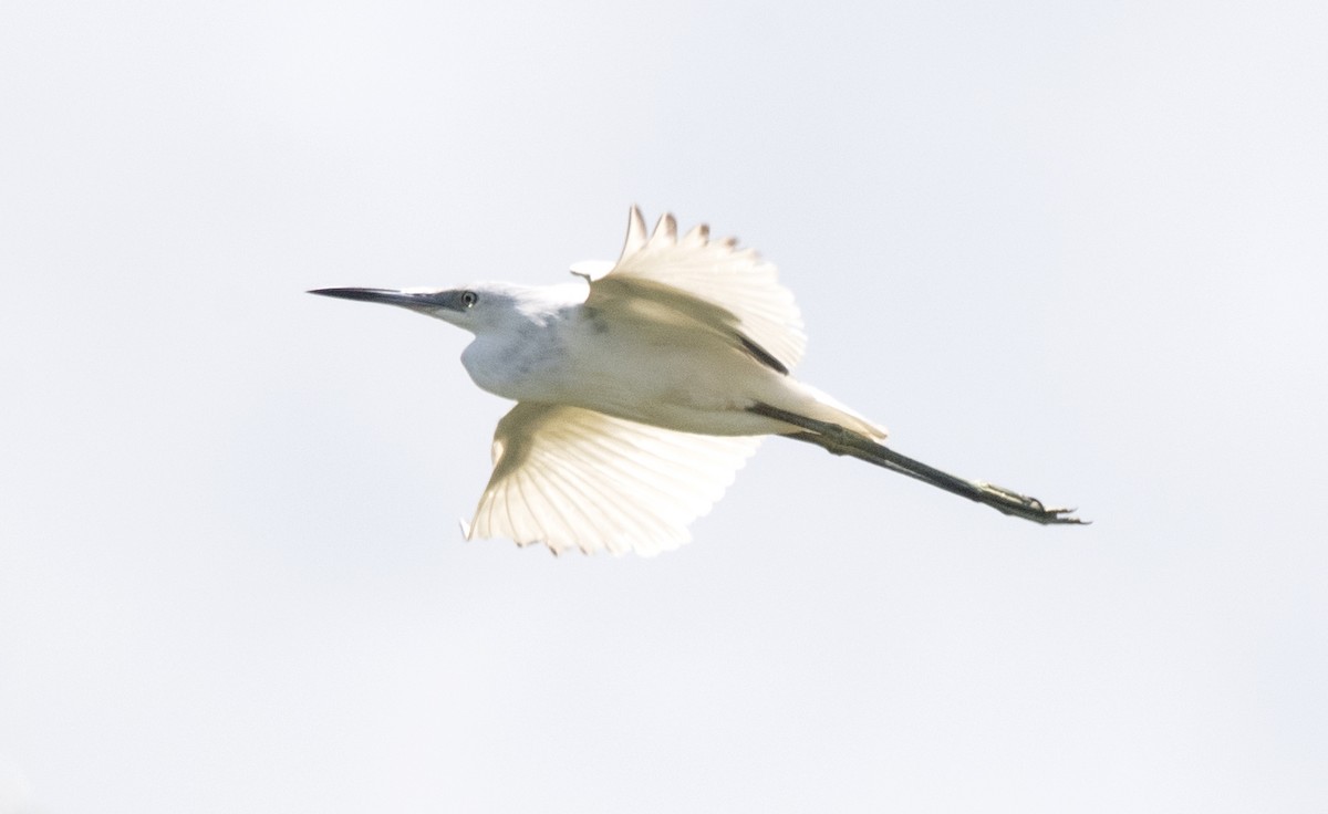 Little Blue Heron - ML623962677