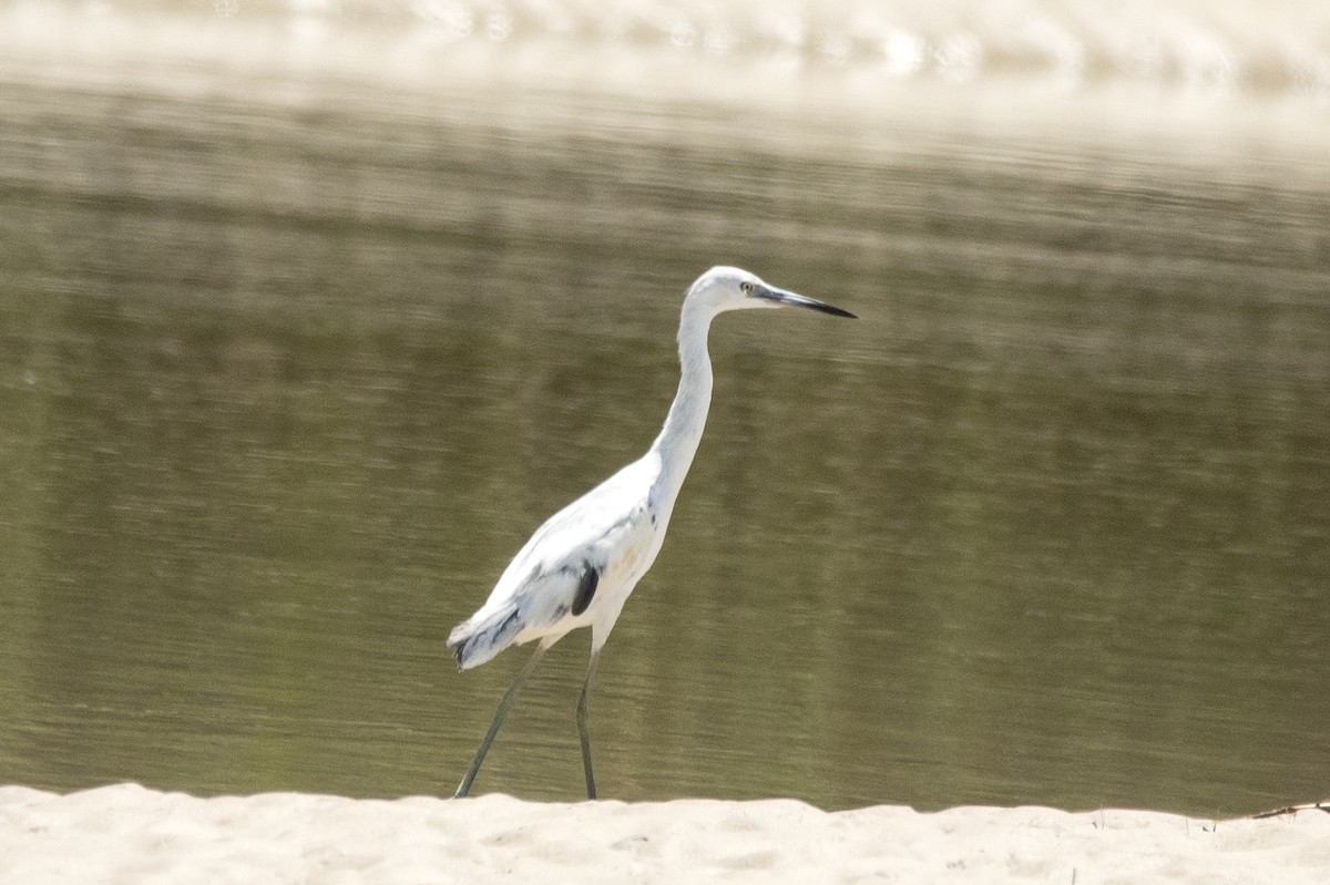 Little Blue Heron - ML623962678