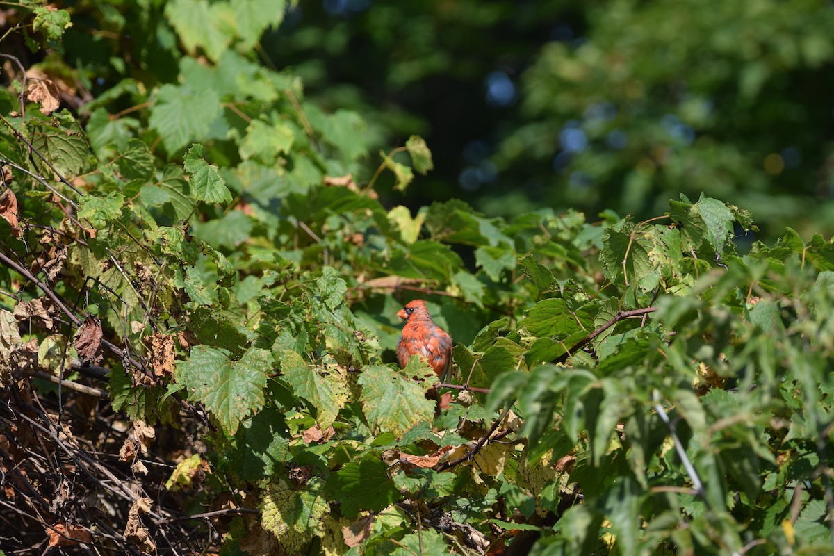 Northern Cardinal - ML623962687