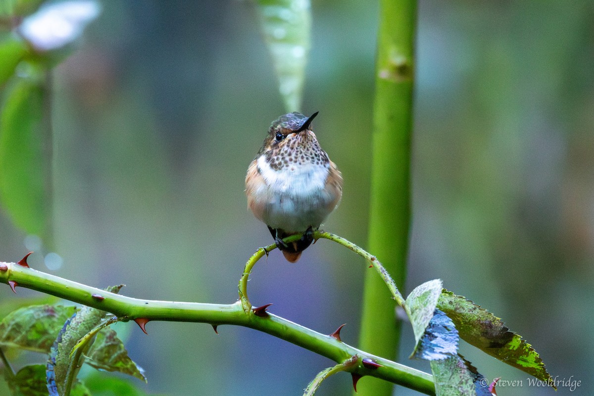 Scintillant Hummingbird - ML623962688