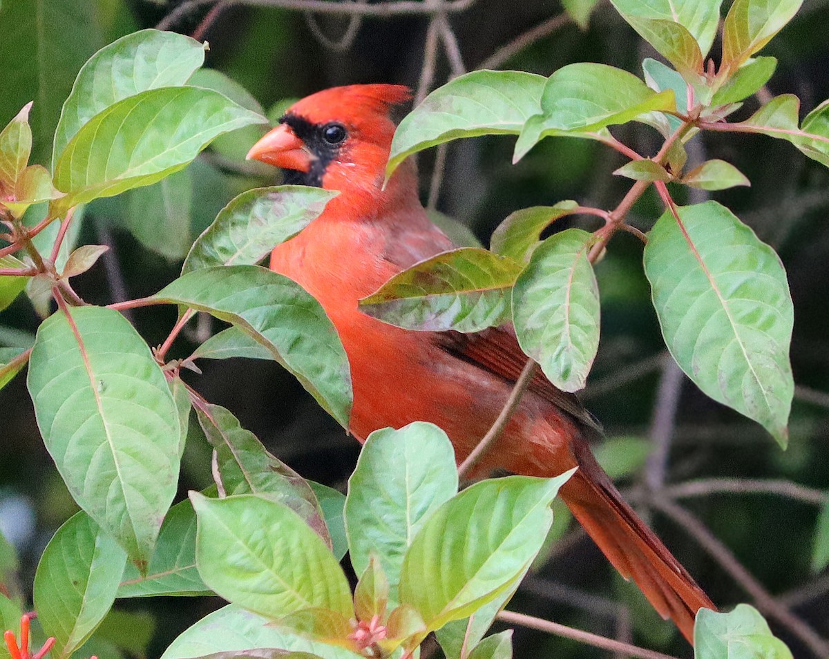 Northern Cardinal - ML623962692