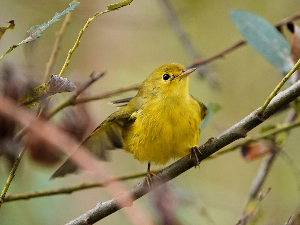 Yellow Warbler - ML623962693