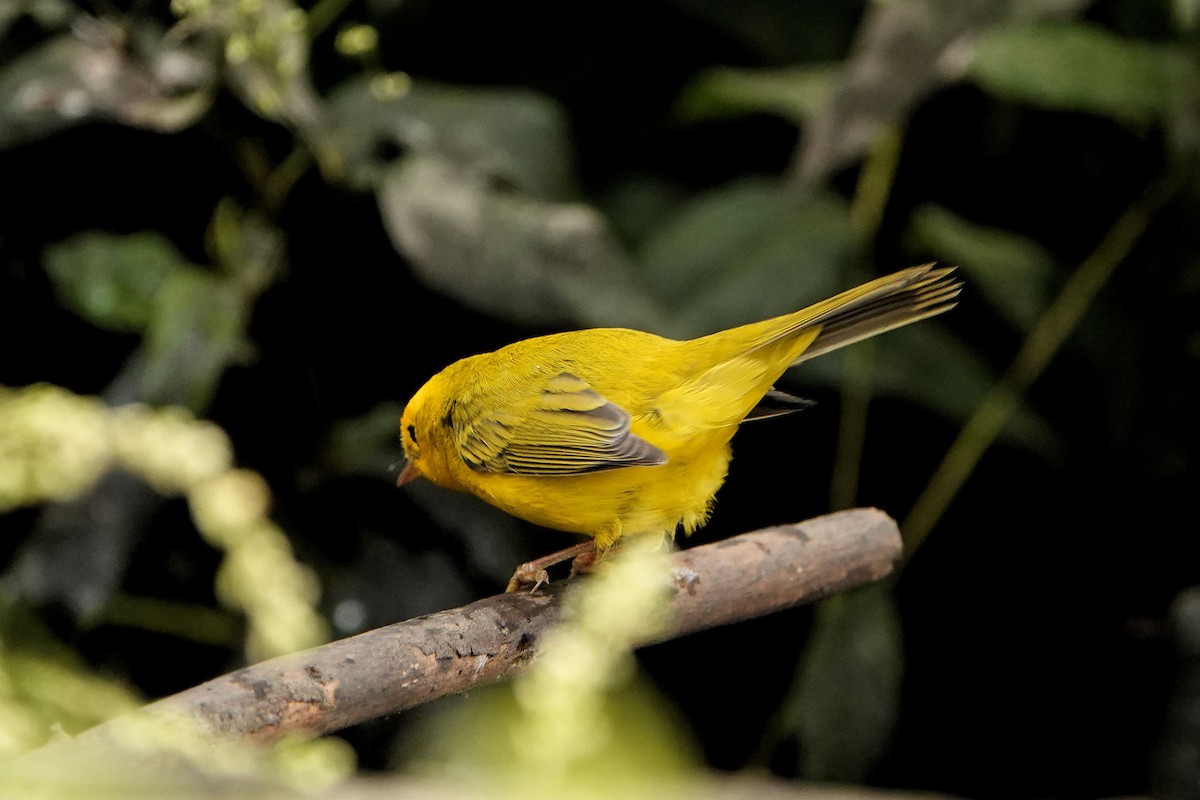 Yellow Warbler - ML623962694